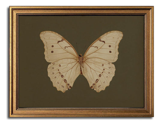 Gold Framed Wall Art Vintage Butterfly Canvas