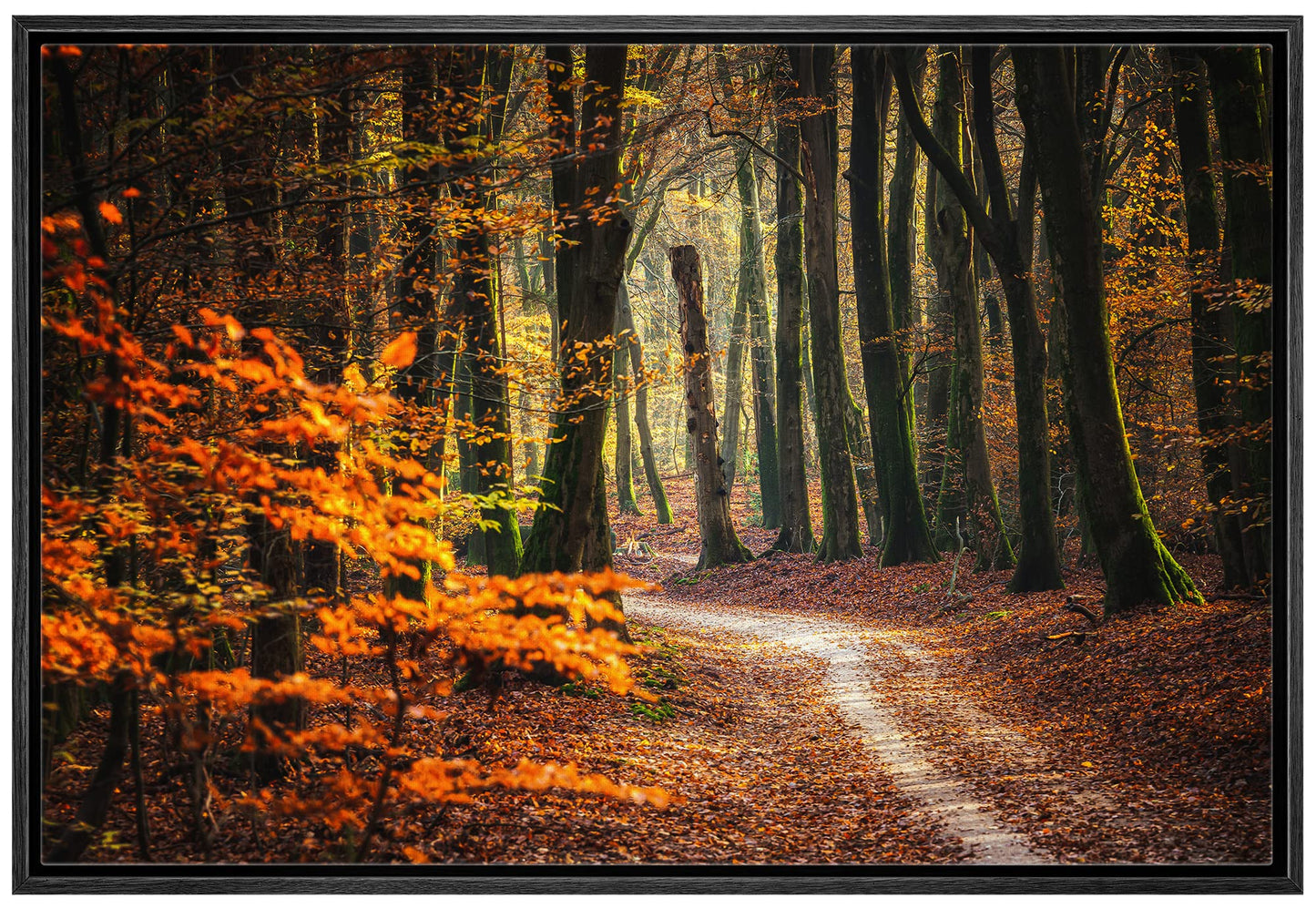 26 Fall Framed Canvas Wall Print